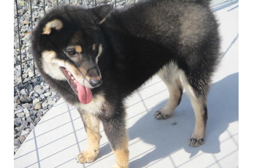 成約済の岡山県の柴犬-105940の3枚目